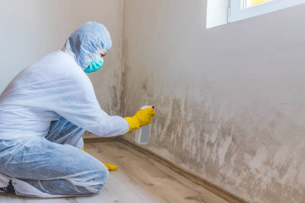 Licensed Black Mold Removal service in Belmar, NJ - WQB Mold Removal