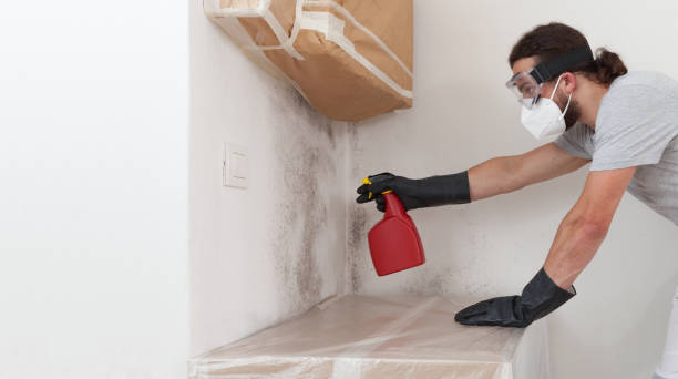 Professional Black Mold Removal technician working in Belmar, NJ