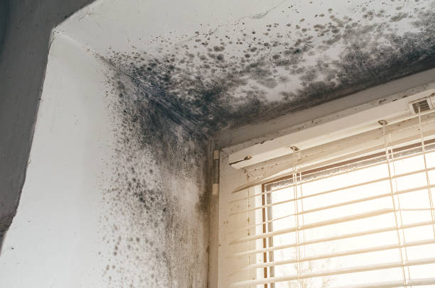 Affordable Black Mold Removal solutions in Belmar, NJ